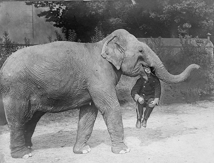 1928꣬Ϸŵһͷˡ