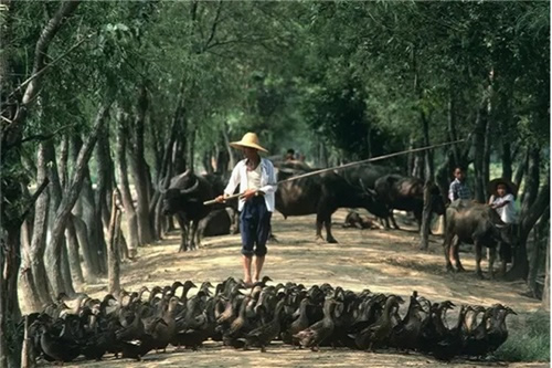 1983年,江西南昌,放鸭子。