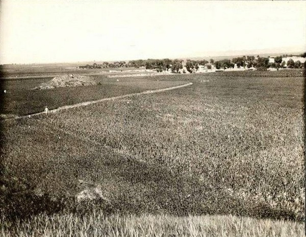 图为1907年唐山的高粱地。