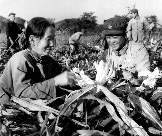 解放军战士在农田帮助农民摘玉米。