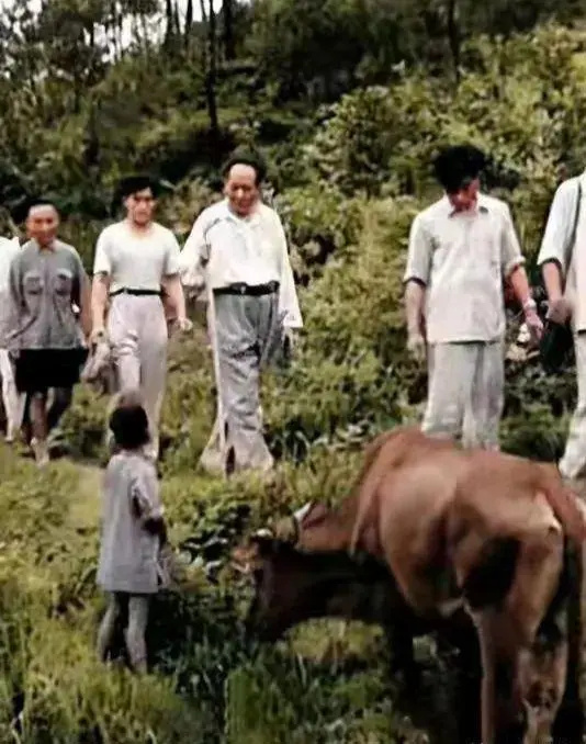 1959�꣬ë��ϯ�ص��ϼ���ɽ�����ڿ��������ɽ·������һ����ţ�ޣ���������ͣ���ʳ��ʶ̺ͷ�ţ��̸Ц��